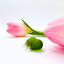 Rosa v mechu (mat)